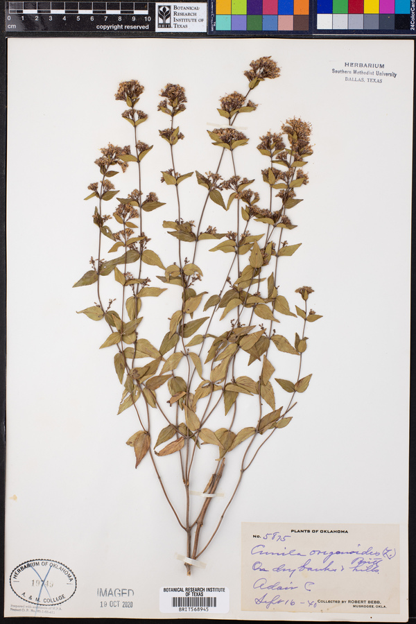 Cunila origanoides image