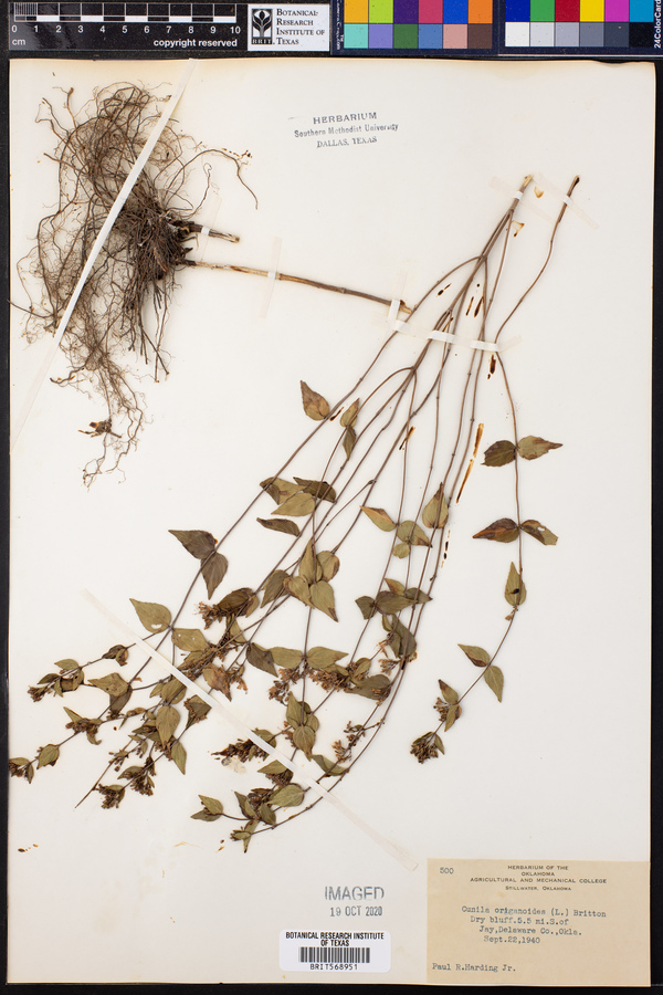 Cunila origanoides image