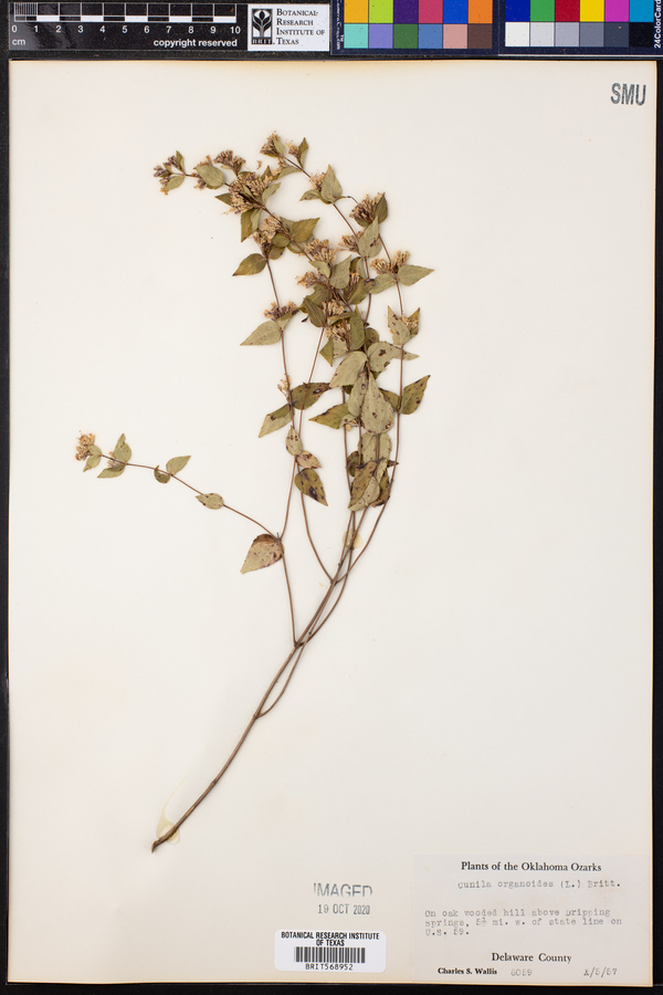 Cunila origanoides image