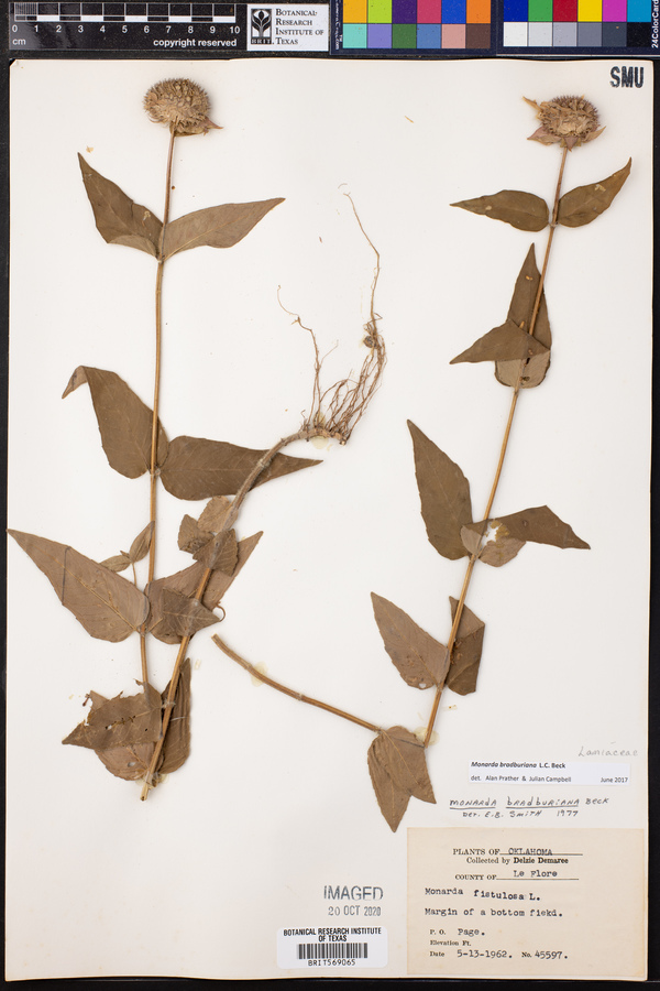 Monarda bradburiana image