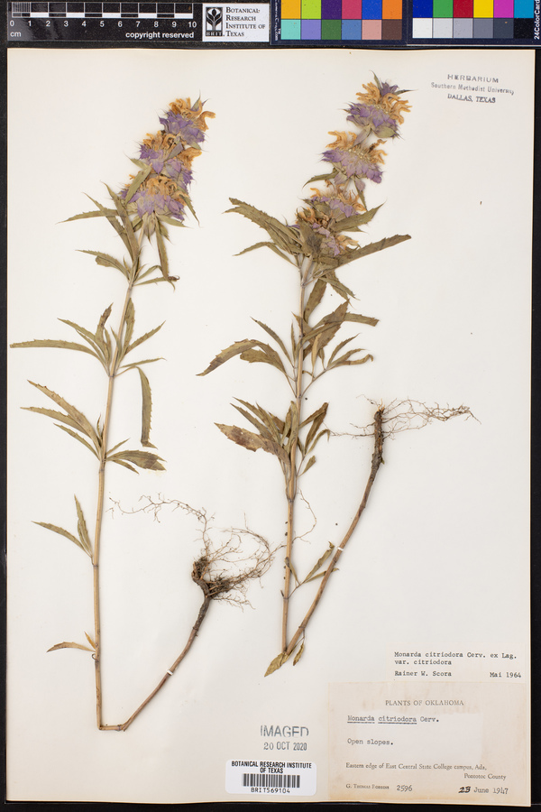 Monarda citriodora var. citriodora image