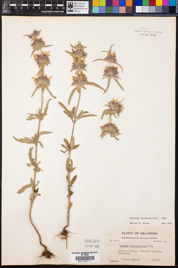 Monarda clinopodioides image