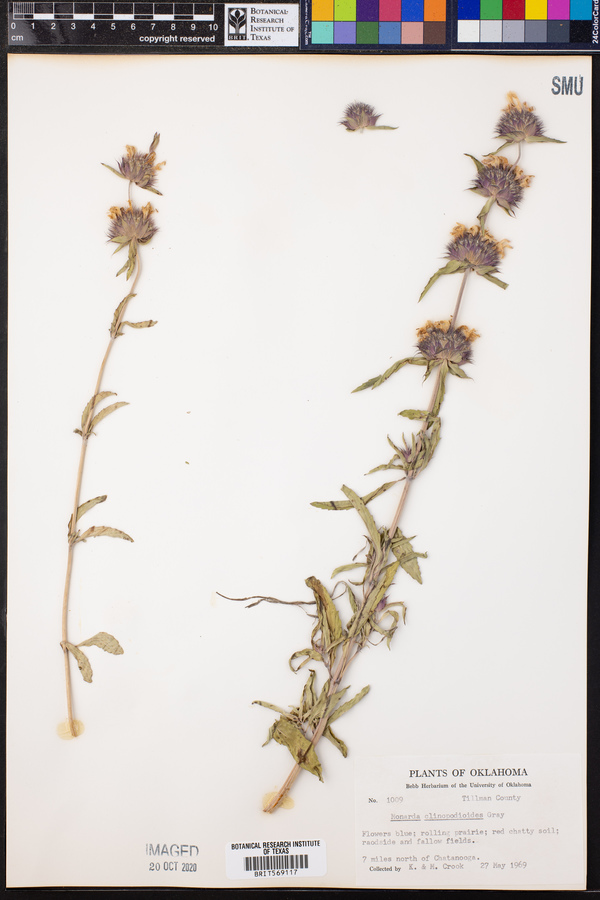 Monarda clinopodioides image