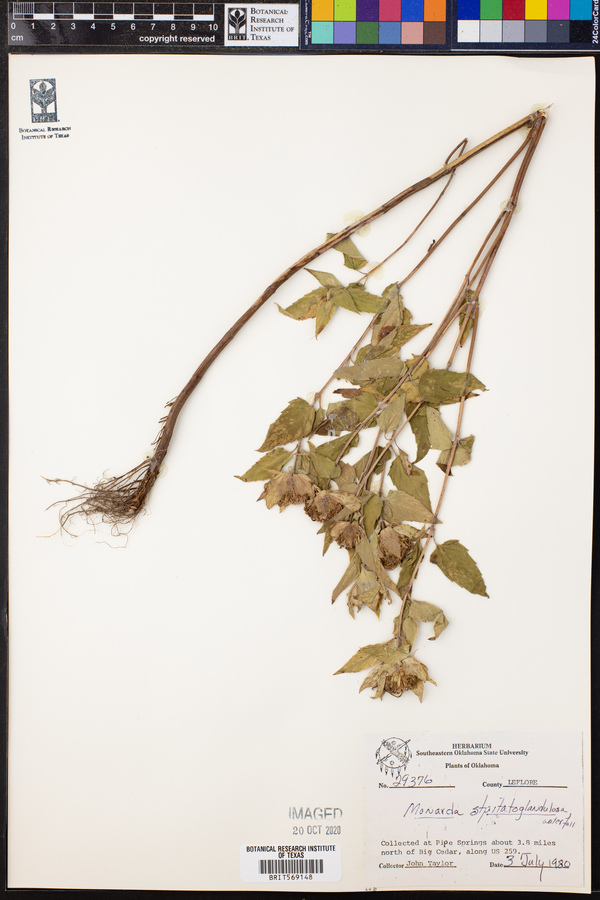 Monarda fistulosa ssp. fistulosa image