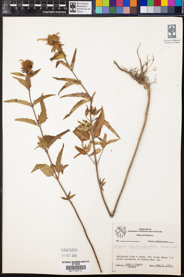 Monarda fistulosa ssp. fistulosa image