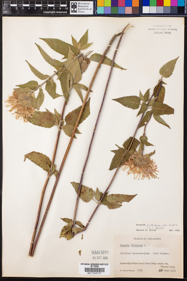 Monarda fistulosa var. mollis image