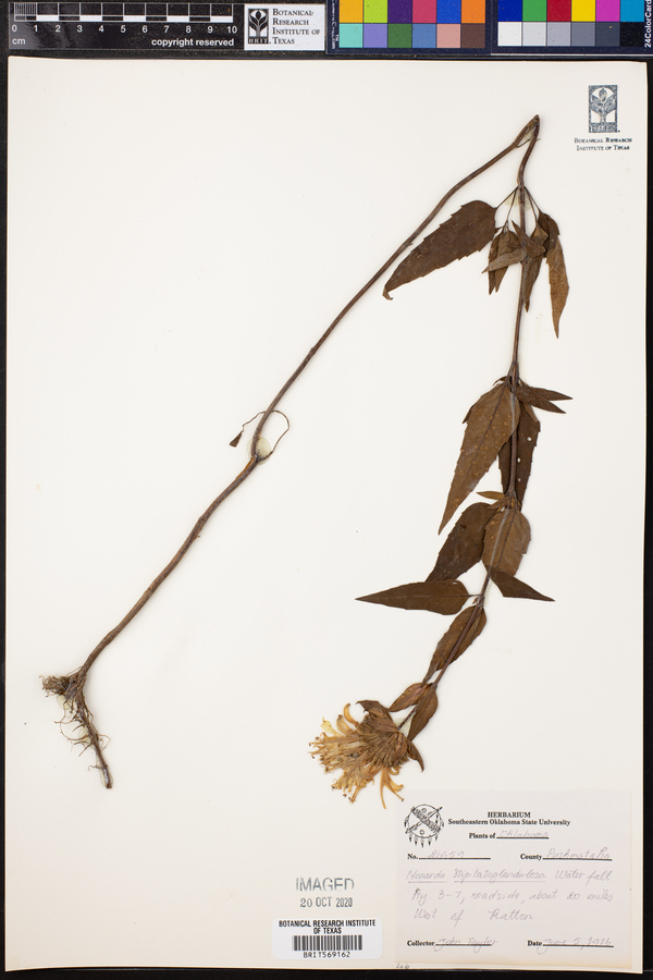 Monarda fistulosa ssp. fistulosa image