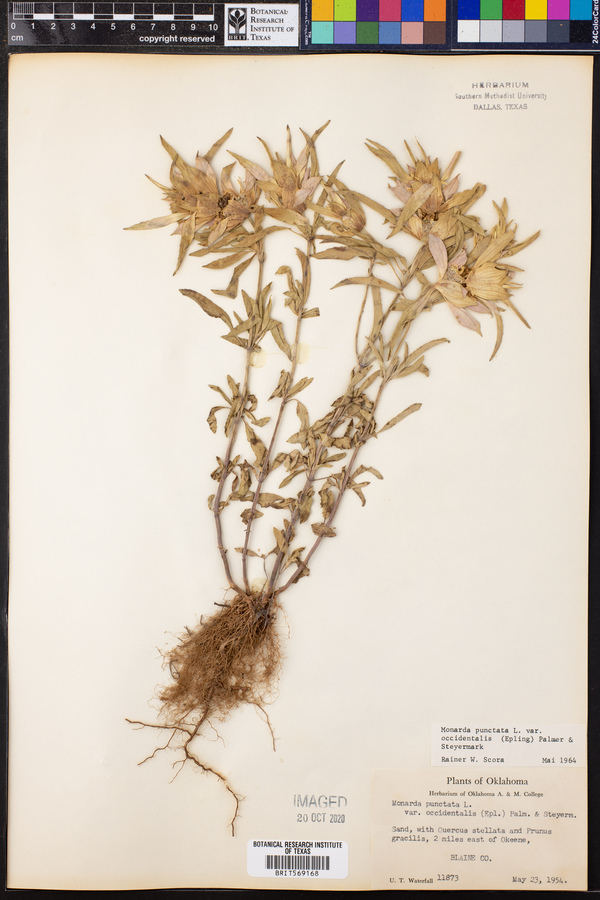 Monarda punctata var. occidentalis image