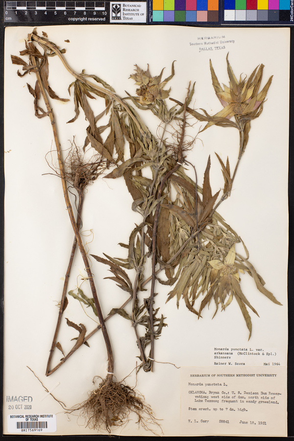 Monarda punctata var. arkansana image