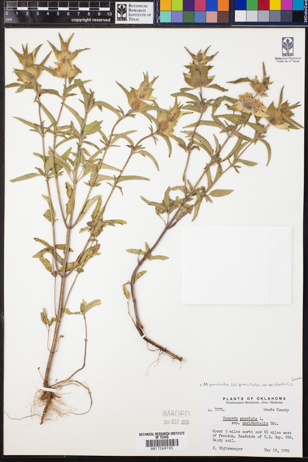 Monarda punctata var. occidentalis image