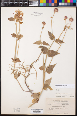 Monarda russeliana image