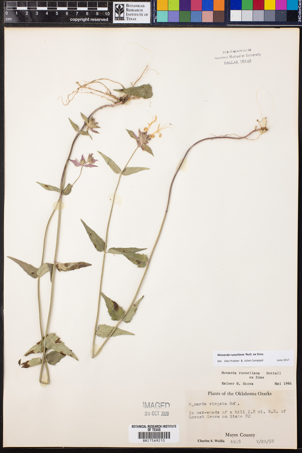 Monarda russeliana image