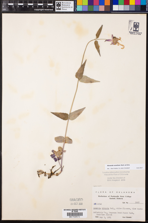 Monarda russeliana image