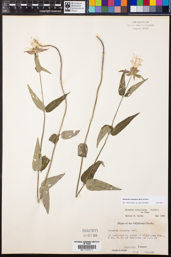 Monarda russeliana image