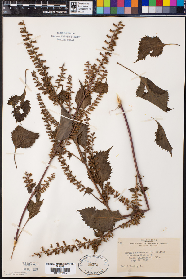 Perilla frutescens image