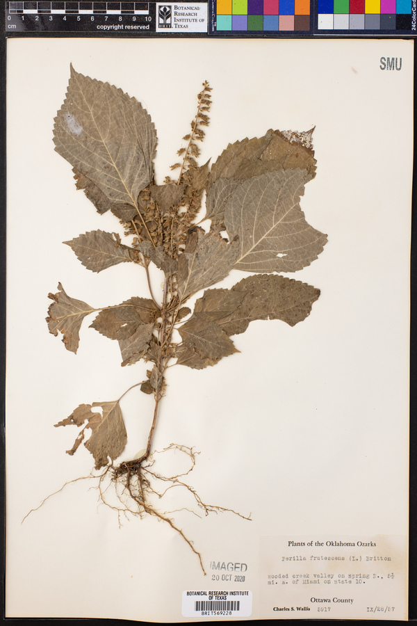 Perilla frutescens image