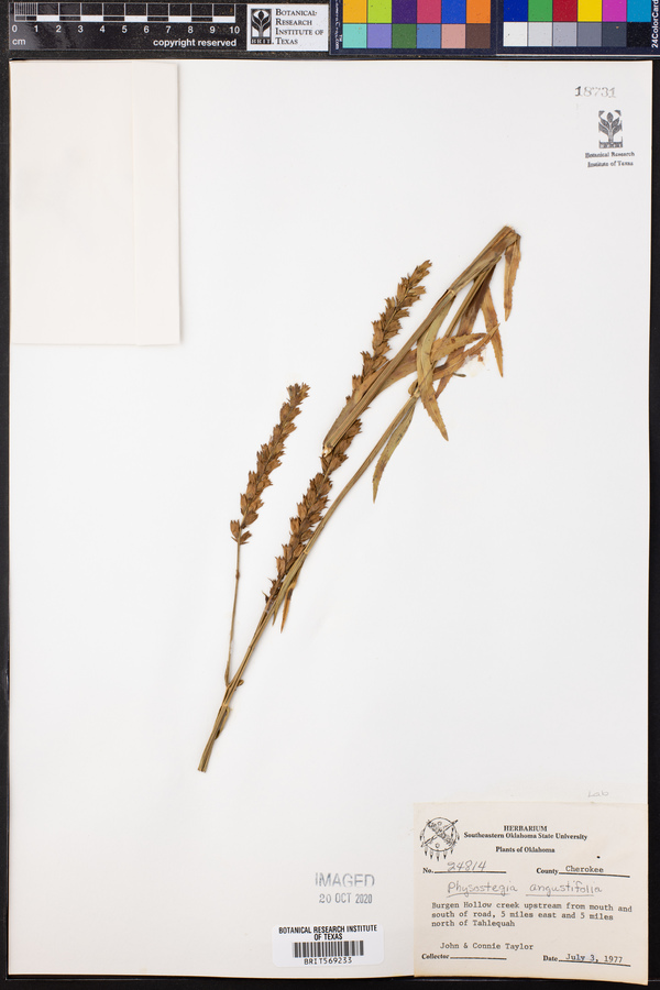 Physostegia angustifolia image