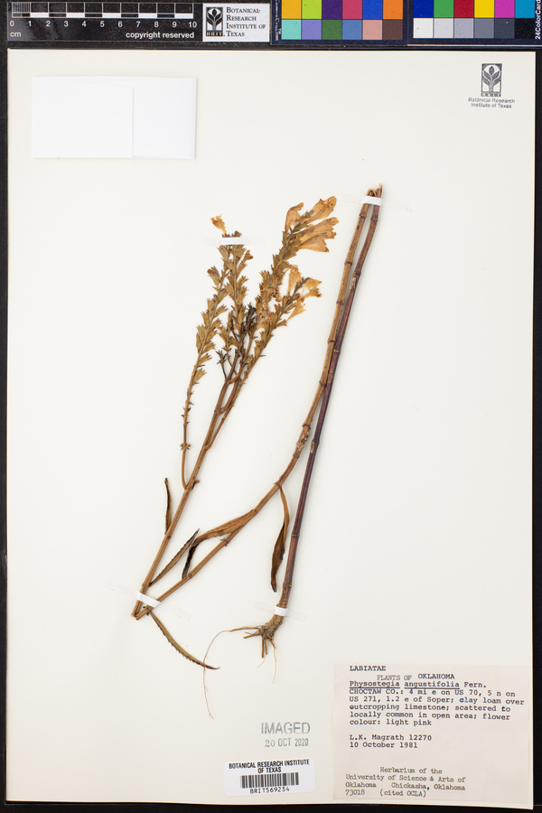 Physostegia angustifolia image