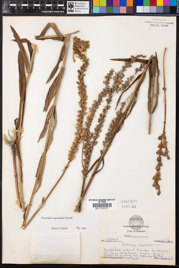 Physostegia angustifolia image