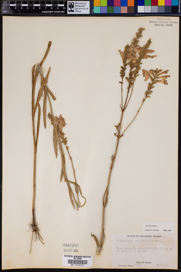 Physostegia image