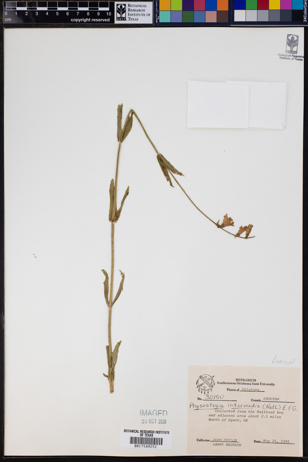 Physostegia intermedia image