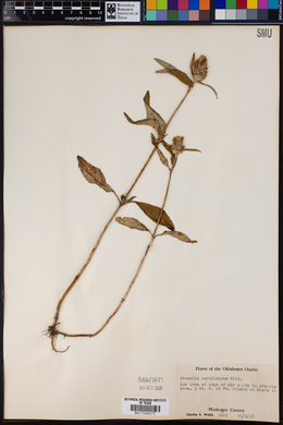 Image of Prunella caroliniana