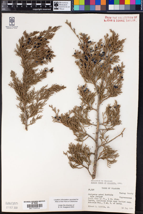 Juniperus ashei image