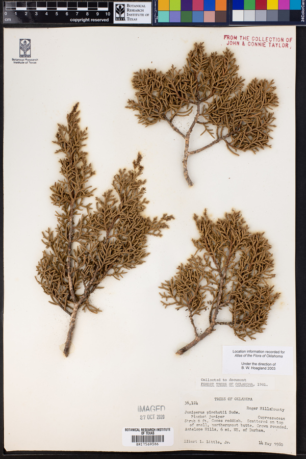 Juniperus pinchotii image