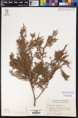 Juniperus virginiana image