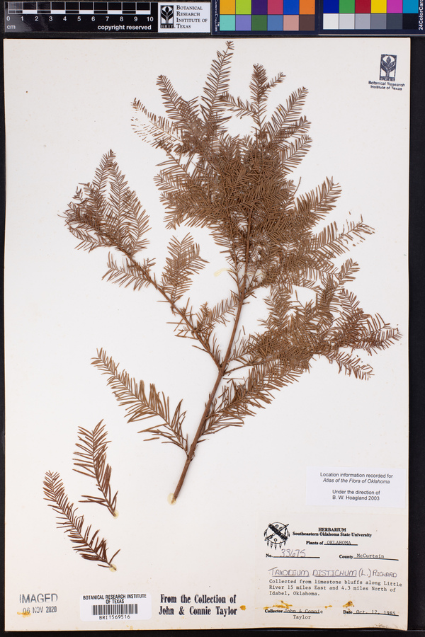 Taxodium distichum image