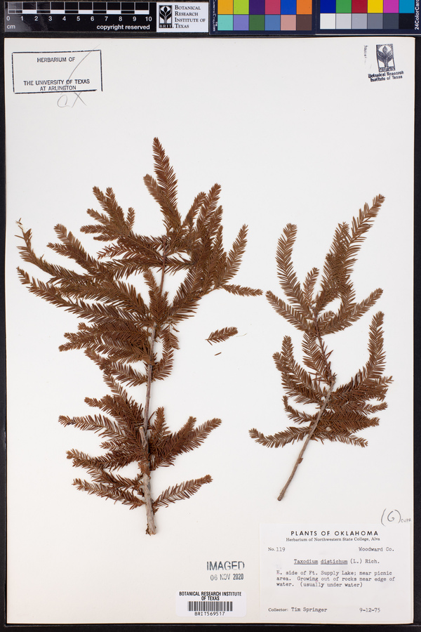 Taxodium distichum image