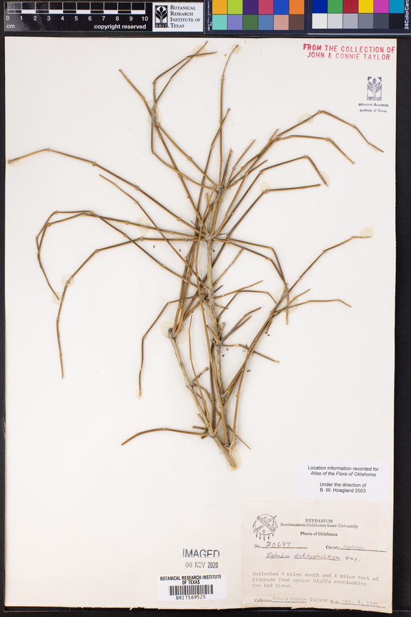 Ephedra antisyphilitica image