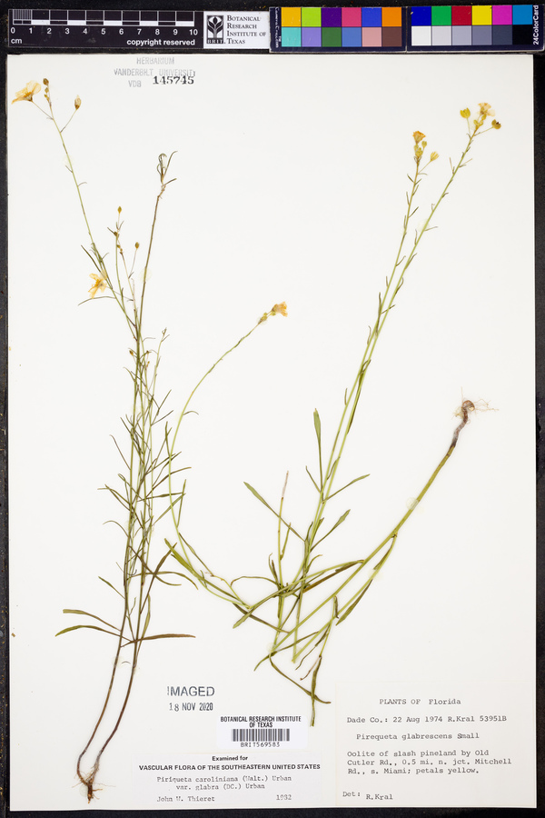 Piriqueta glabrescens image