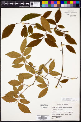 Ulmus alata image