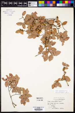 Ulmus crassifolia image