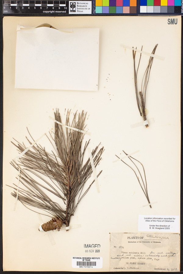 Pinus echinata image