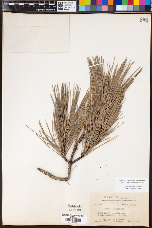 Pinus echinata image