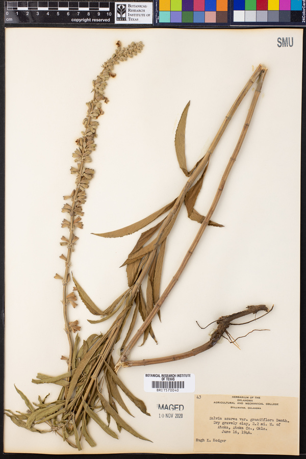 Salvia azurea var. grandiflora image
