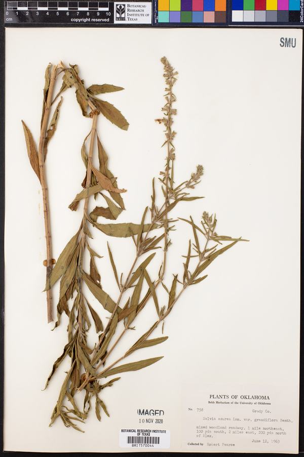 Salvia azurea var. grandiflora image