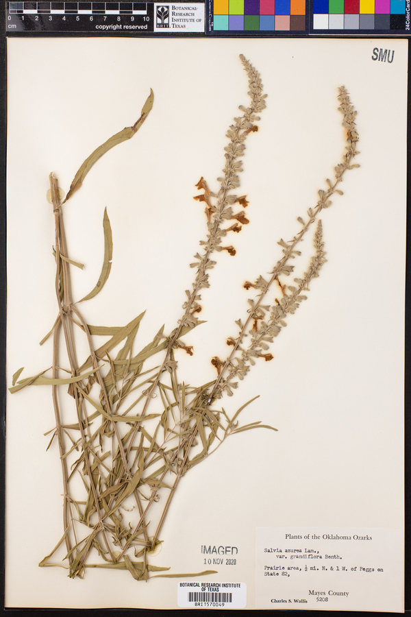 Salvia azurea image