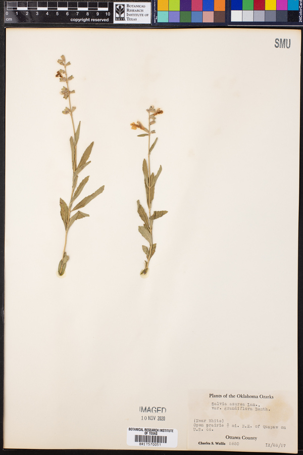 Salvia azurea var. grandiflora image