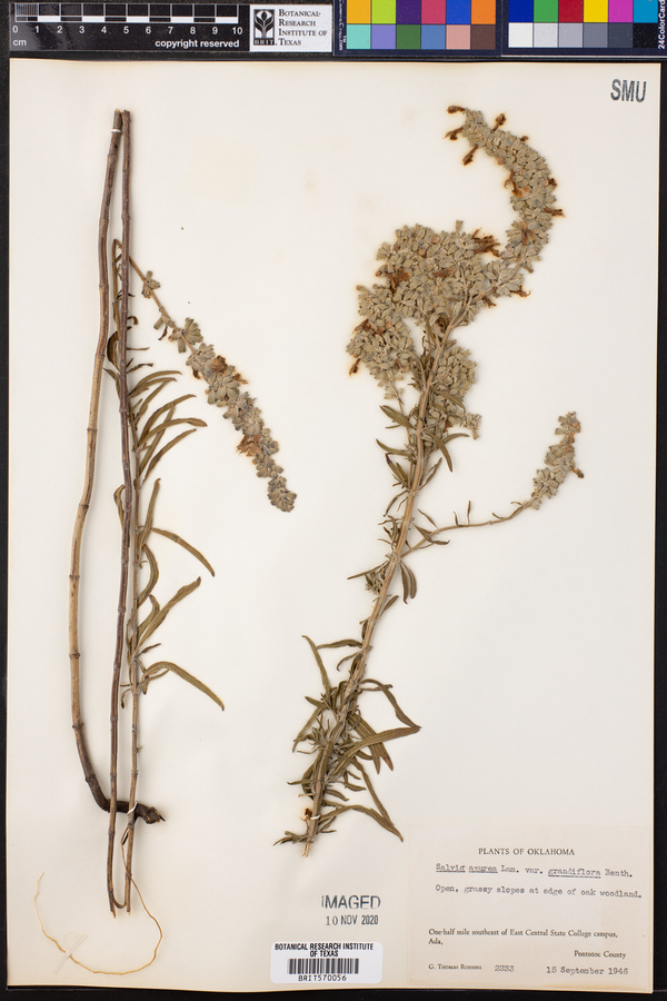 Salvia azurea image