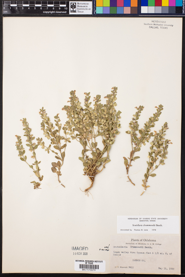 Scutellaria drummondii image