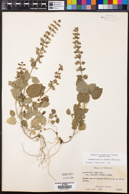 Scutellaria ovata var. versicolor image