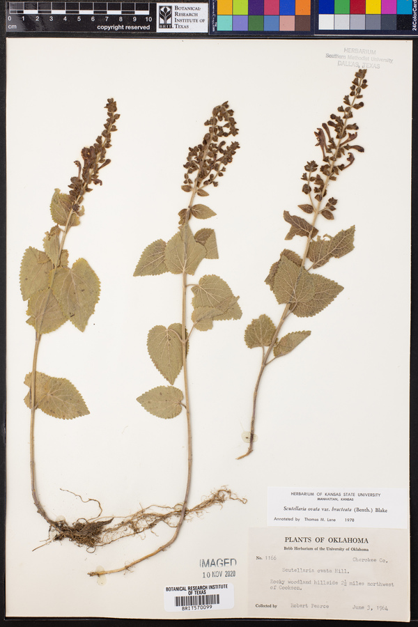 Scutellaria ovata var. bracteata image