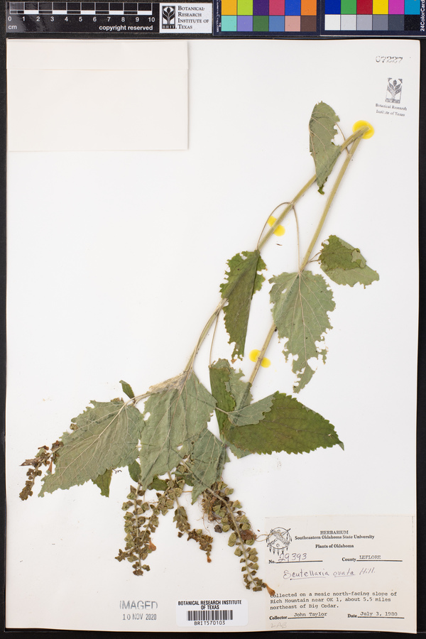 Scutellaria ovata image