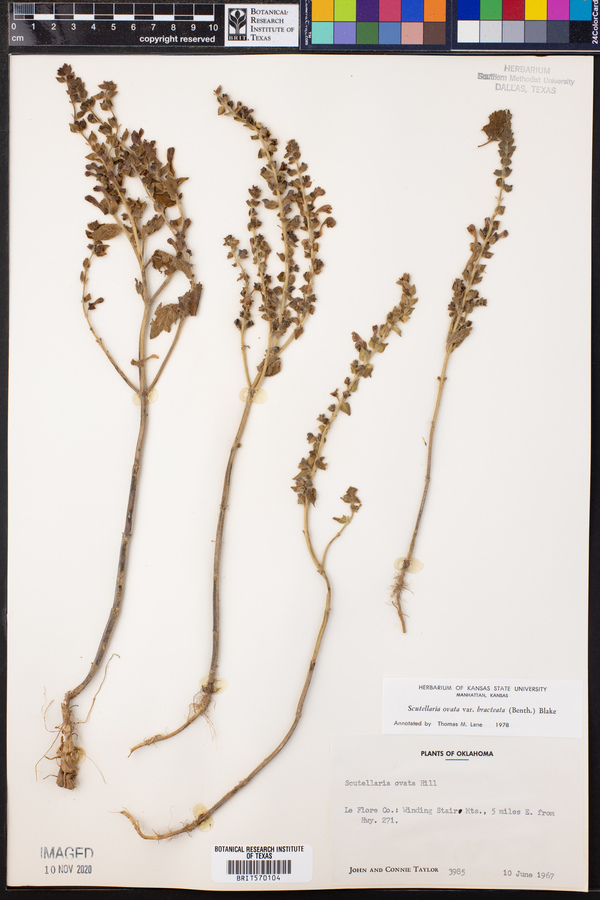 Scutellaria ovata var. bracteata image