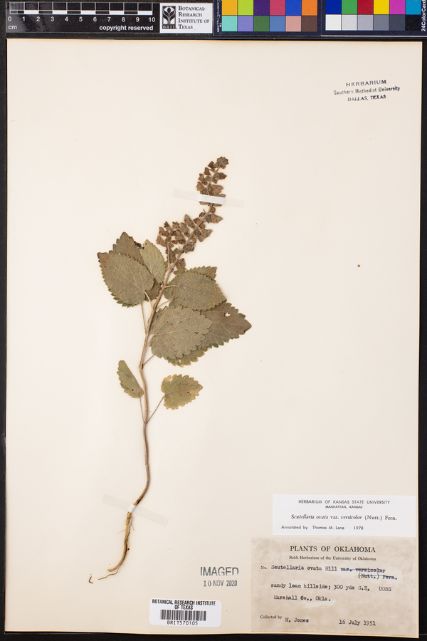 Scutellaria ovata var. versicolor image