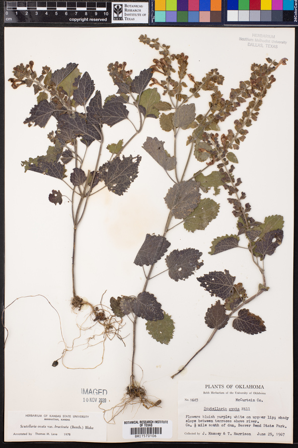 Scutellaria ovata image