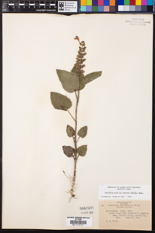 Scutellaria ovata image